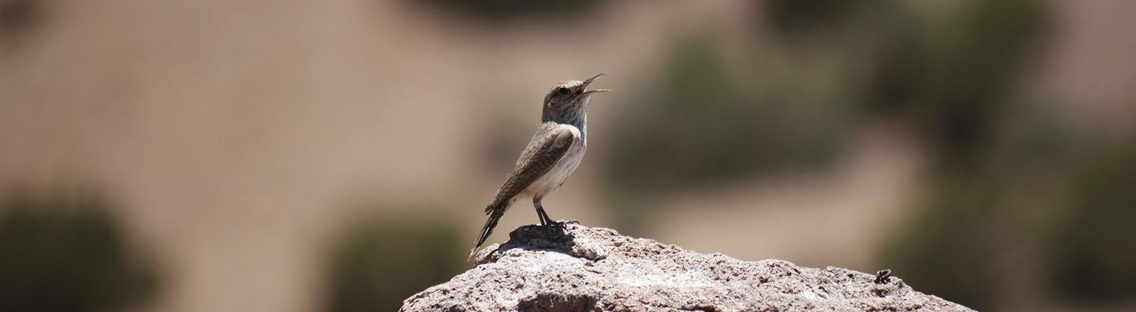 Biology bird image